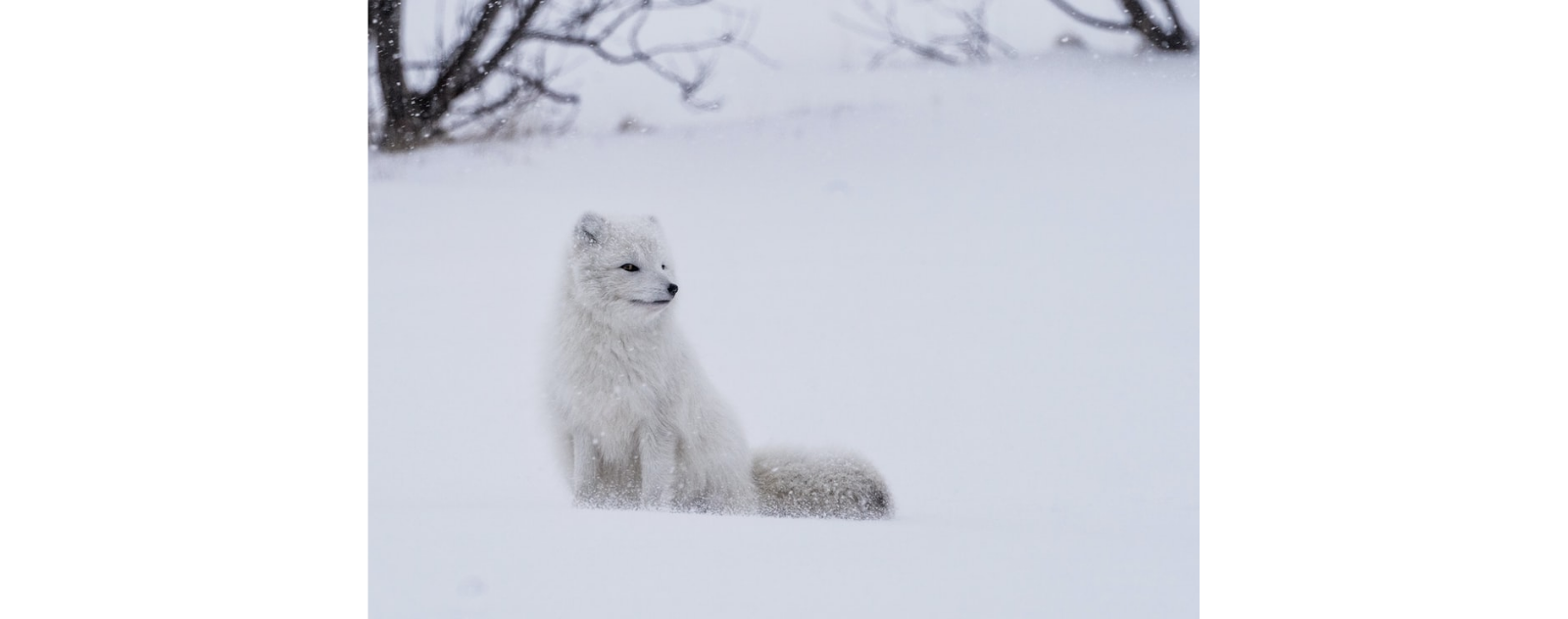 Tout Savoir Sur Le Renard Polaire La Ruse Du Renard