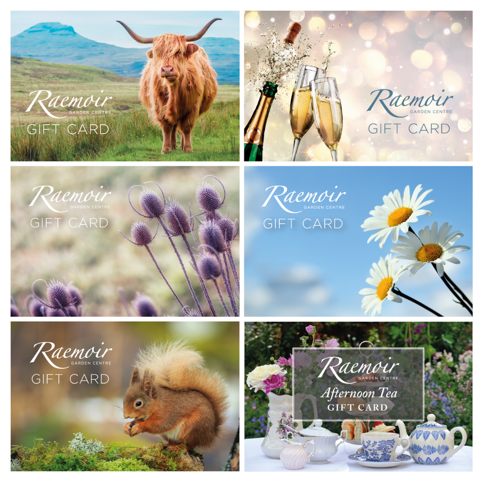 Raemoir Garden Centre Online Store