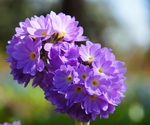 Raemoir Garden Centre Online Store