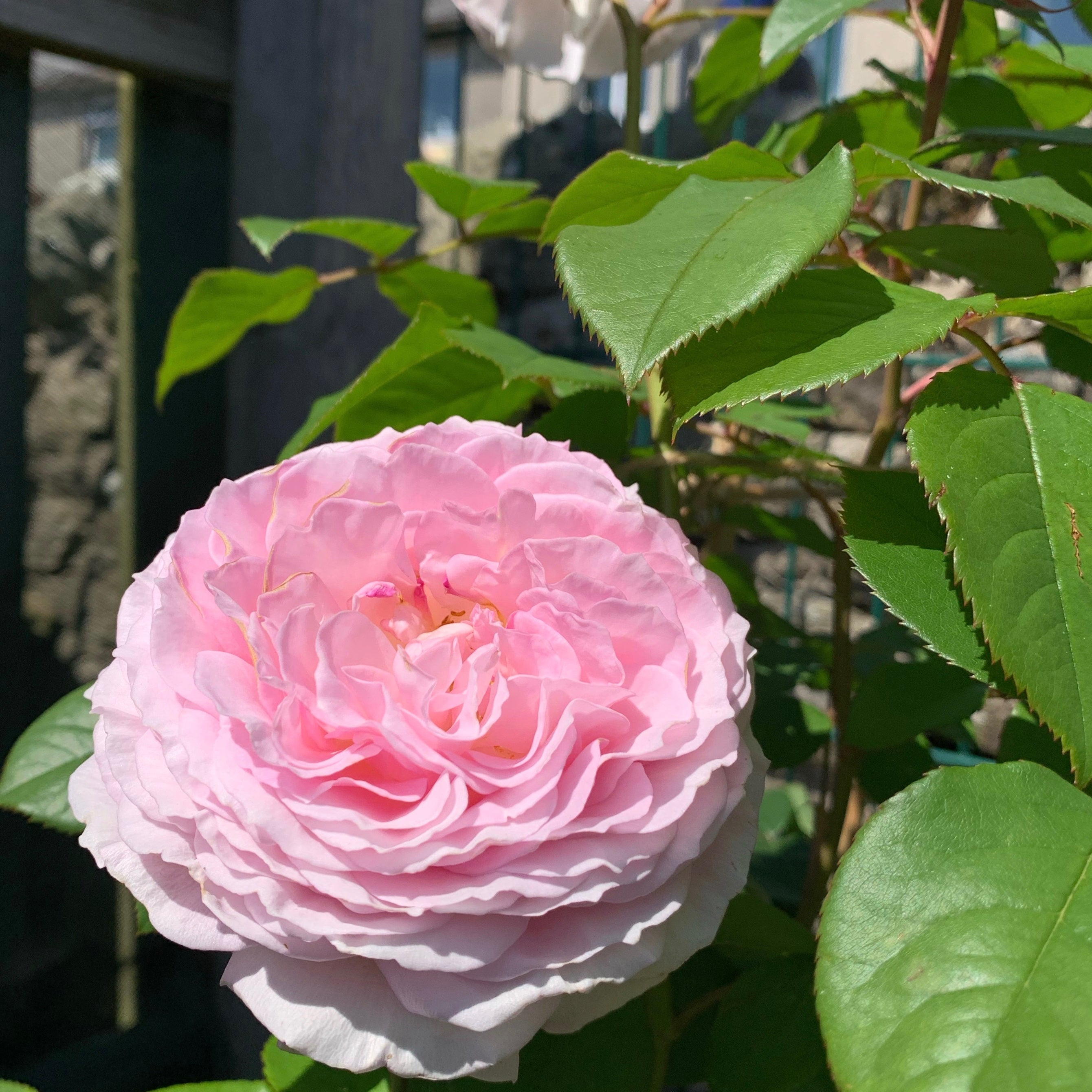 David Austin English Climbing Rose James Galway Lay Of The Land Ltd
