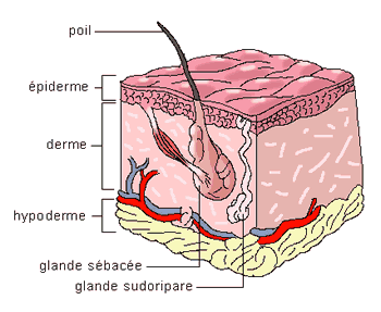 Decouvrir La Peau La Barriere Cutanee Skinkoree