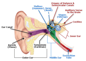 How To Pop Your Ears Safely Other Ear Popping Problems Hearingdirect