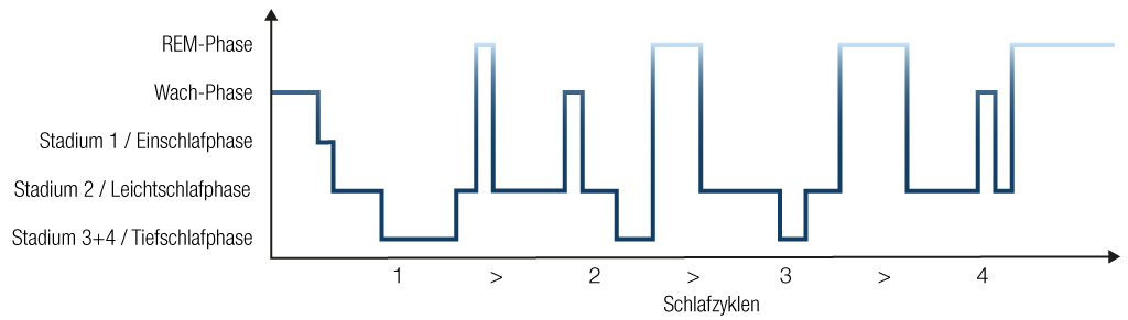 L Importance Des Phases De Sommeil Smartsleep Onlineshop