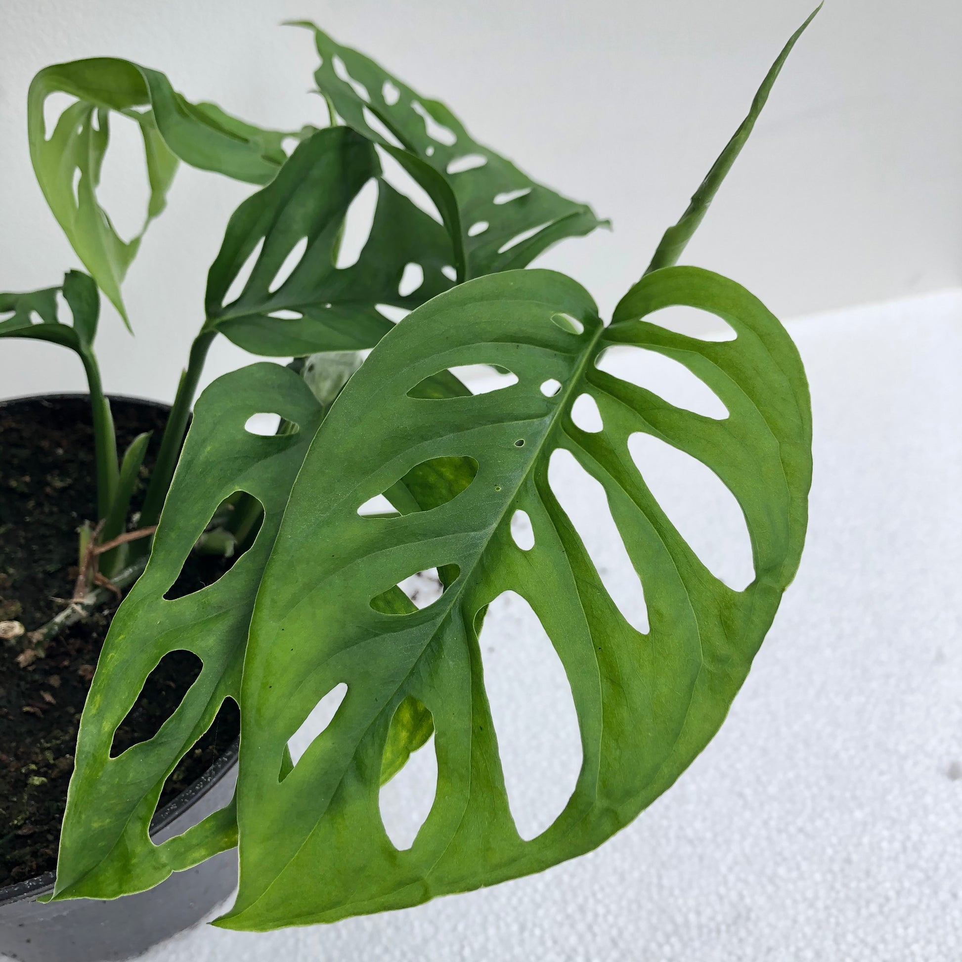 Indoor Plants Wanaka Plant Collective
