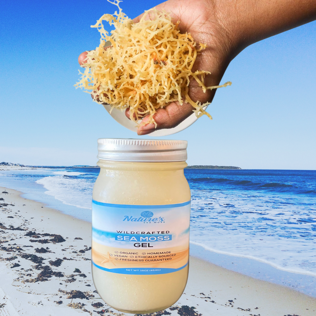 Sea Moss Gel Nature S Sea Moss