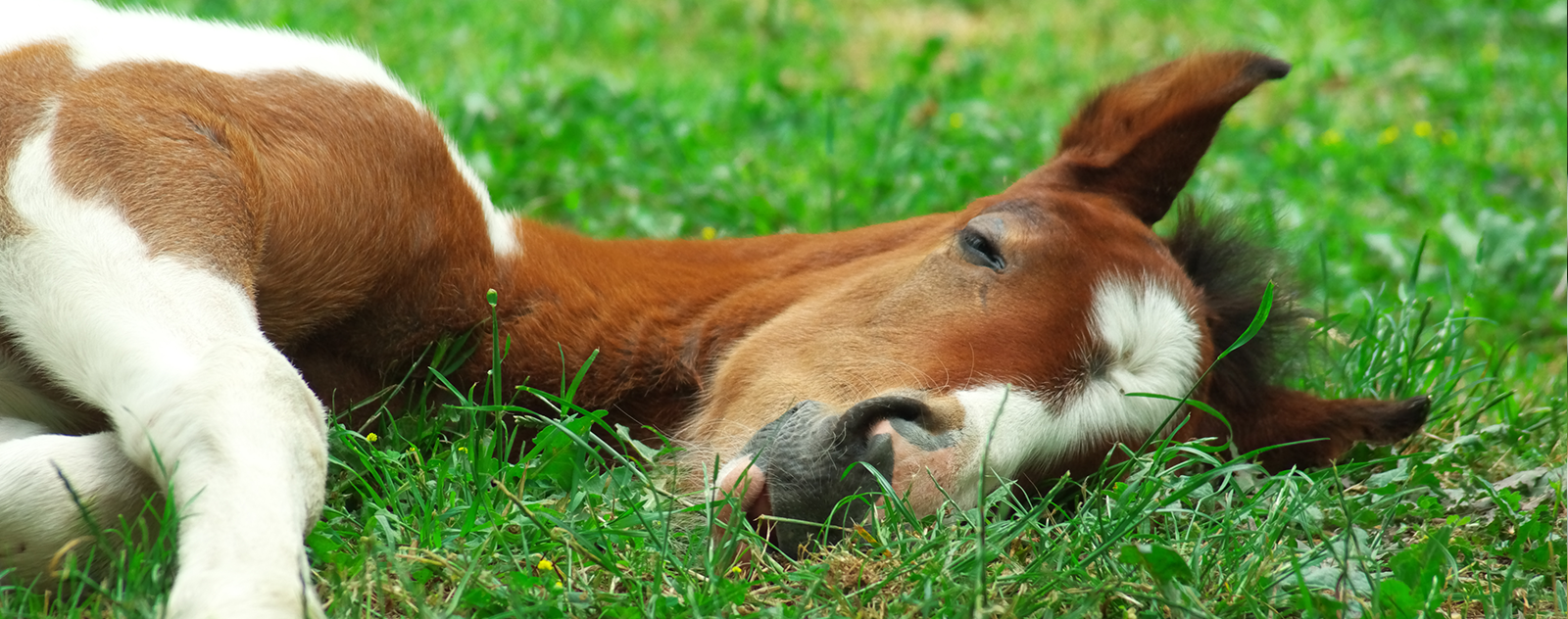 Comment Dort Un Cheval Planete Cheval
