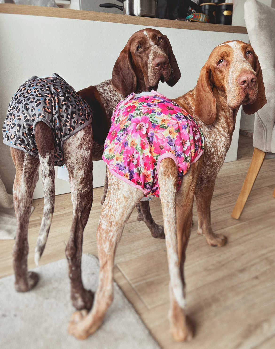 Steel Leopard Dog Season Hygiene Panties Hounds Of Eden