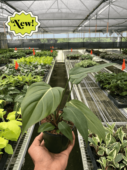 Philodendron Summer Glory House Plant Wholesale
