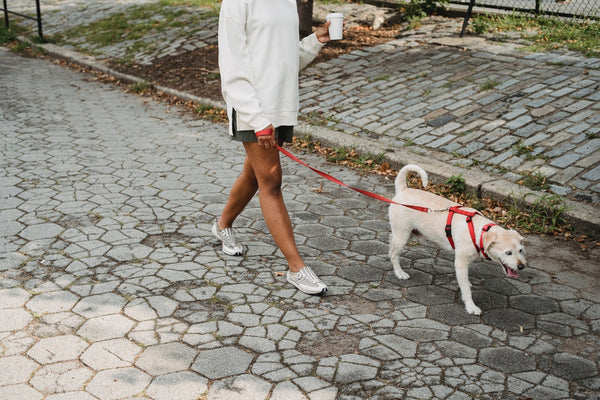 How Often Should You Walk Your Dog A Guide For New Owners Rifruf