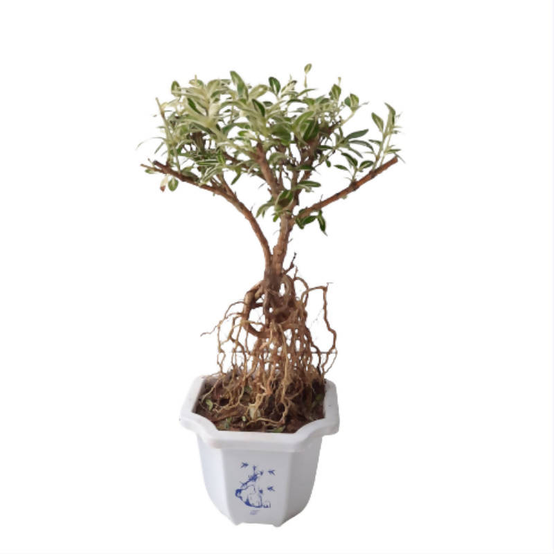 Snow Rose Serissa Bonsai Serissa Japonica Variegata 0 25m Noah Garden Centre