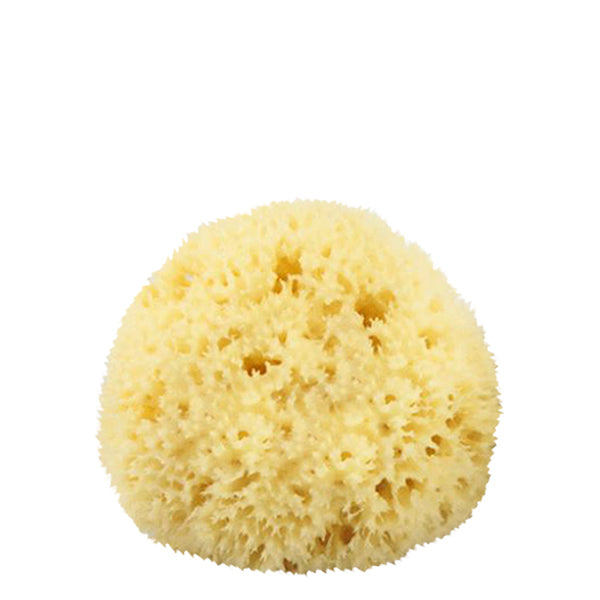 The Sponge Company Natural Sea Sponge 1 Smallflower