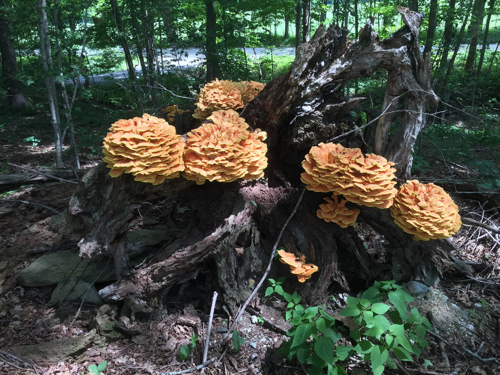 Drying Chicken Of The Woods Mushrooms Brod Taylor Canada