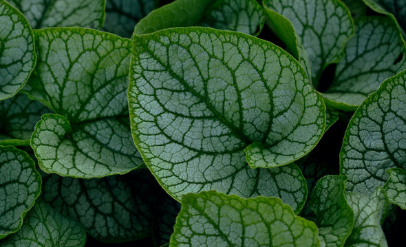 Green Thumb Nurseries Wholesale