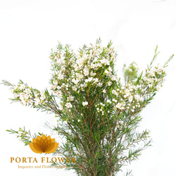 Wax Flower White Eve Portaflower