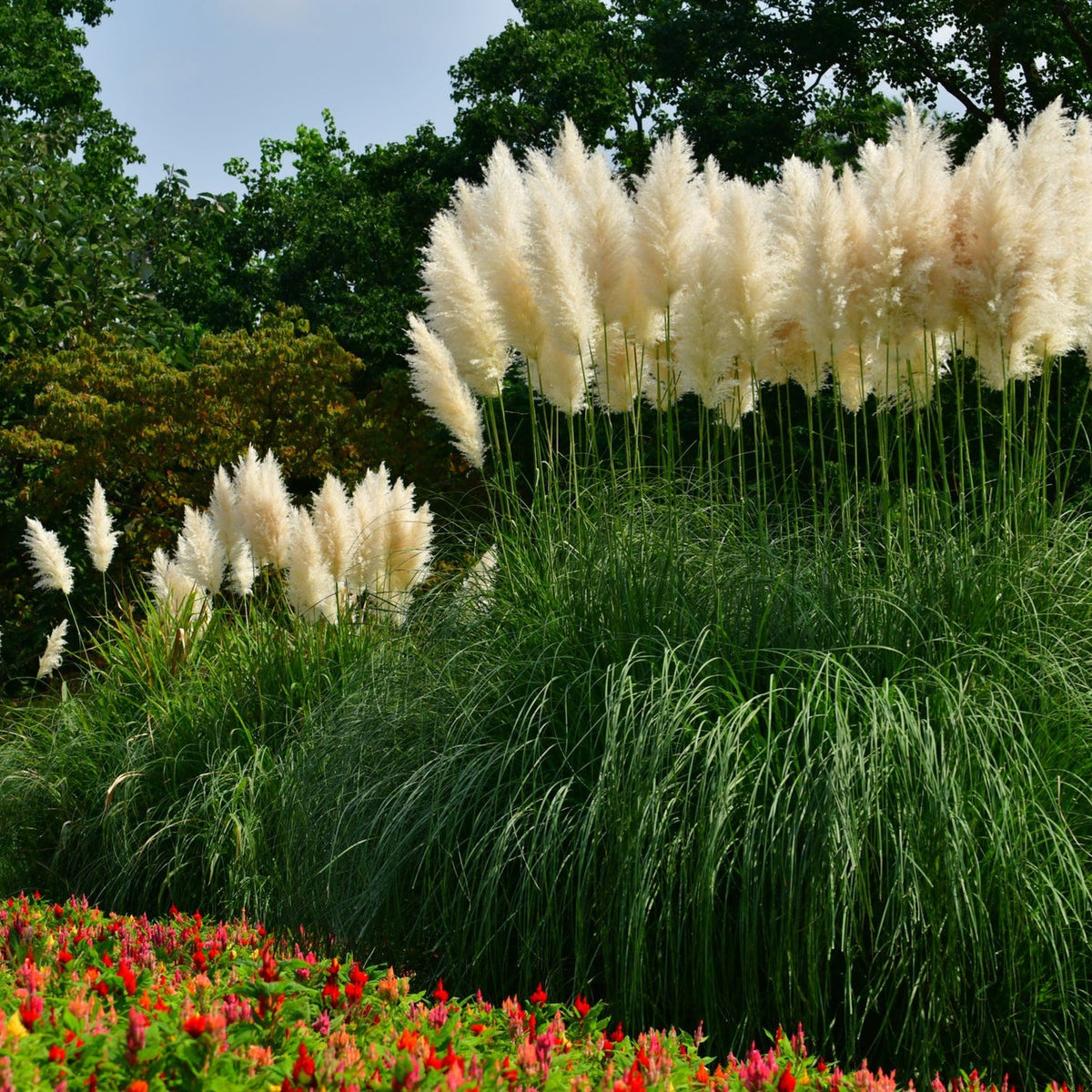 Pampas Grass Cortaderia Selloana Pumila 110 120cm One Click Plants