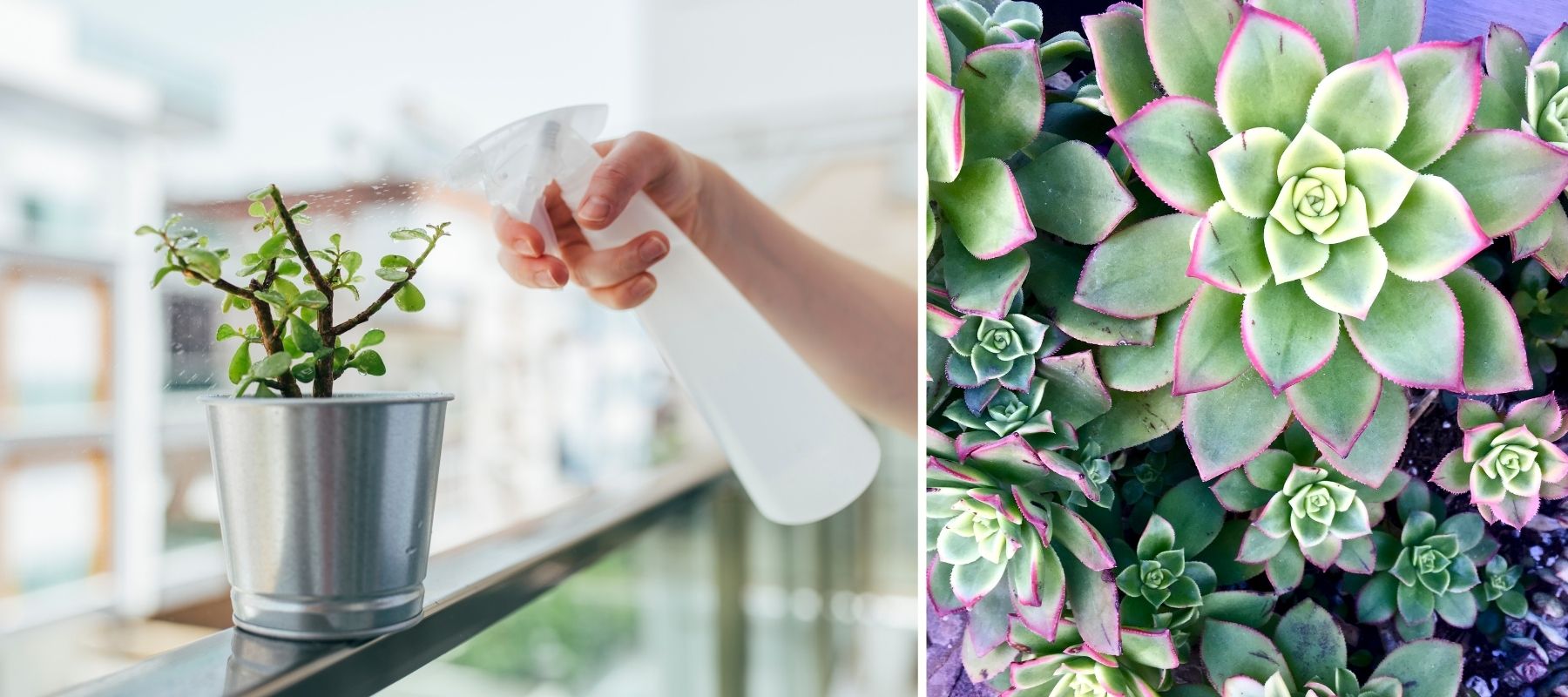 Comment Arroser Une Plante Grasse Video Photos