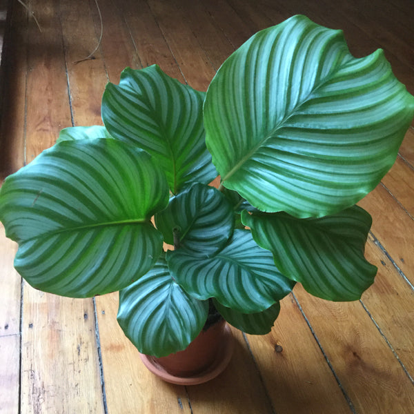 The Top 10 Pet Safe Indoor Plants For Cats And Dogs Lovethatleaf