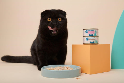 How Often Should I Feed My Cat Wet Food Daily And Here S Why