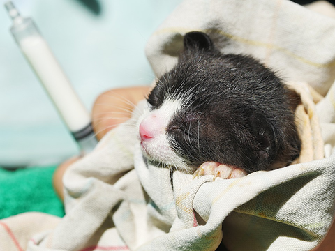 How Often Should I Feed My Kitten Top Advice Here