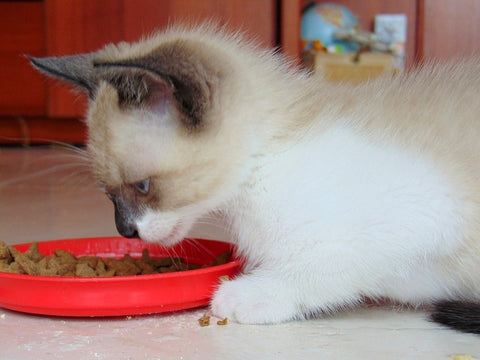 What To Feed A Kitten At 3 Weeks Old And Beyond Top Guide