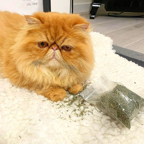 Kitty Crack Or A Natural Sedative Can Cats Eat Catnip