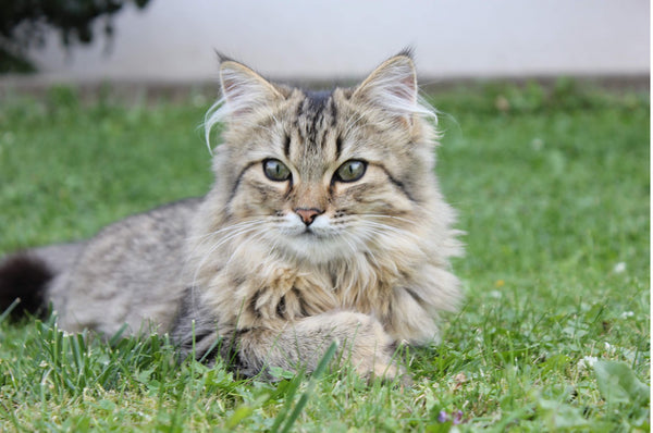 Norwegian Forest Cat Kitten Facts And Tips