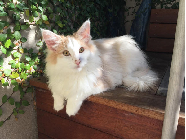 Norwegian Forest Cat Kitten Facts And Tips