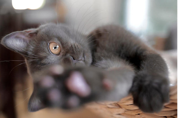 When Do British Shorthair Kittens Calm Down Mystery Solved