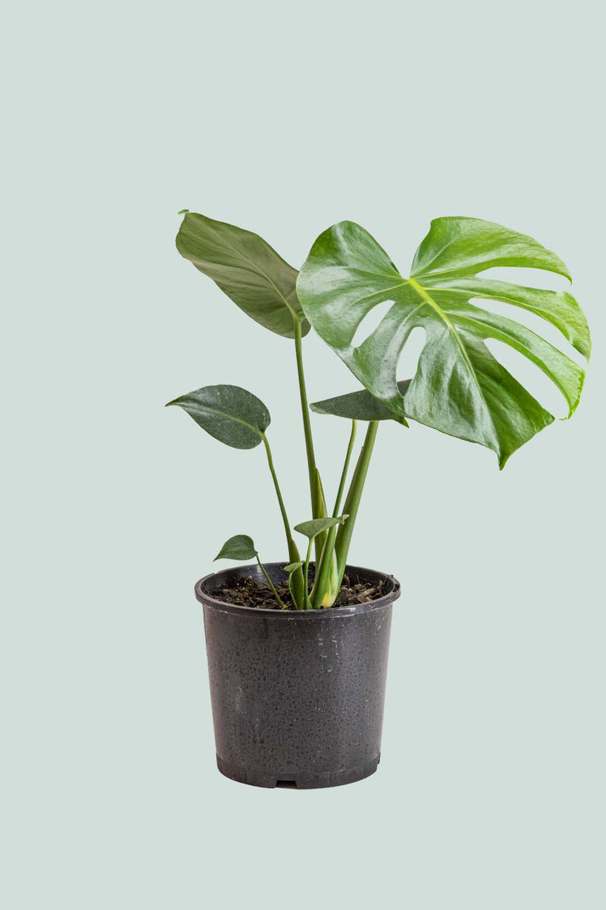 Monstera Deliciosa Fruit Salad Plant 2 5l 17cm Medium Planthouse
