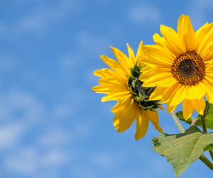 Family Roots Nursery