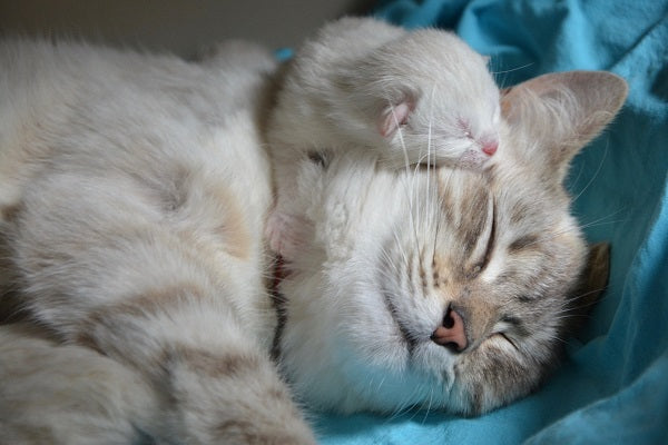Cat Siblings What Do I Need To Know Basepaws