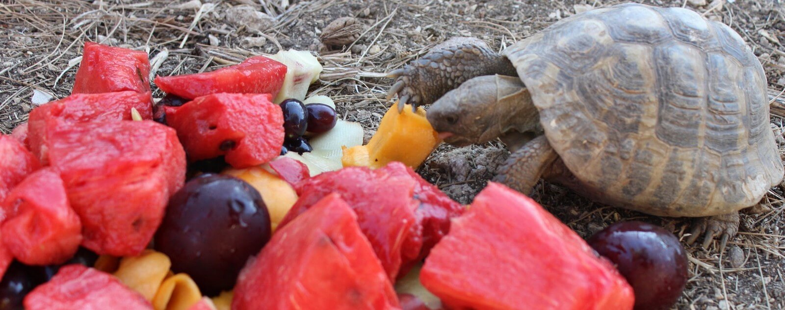 Comment Nourrir Une Tortue Terrestre Le Royaume Des Tortues