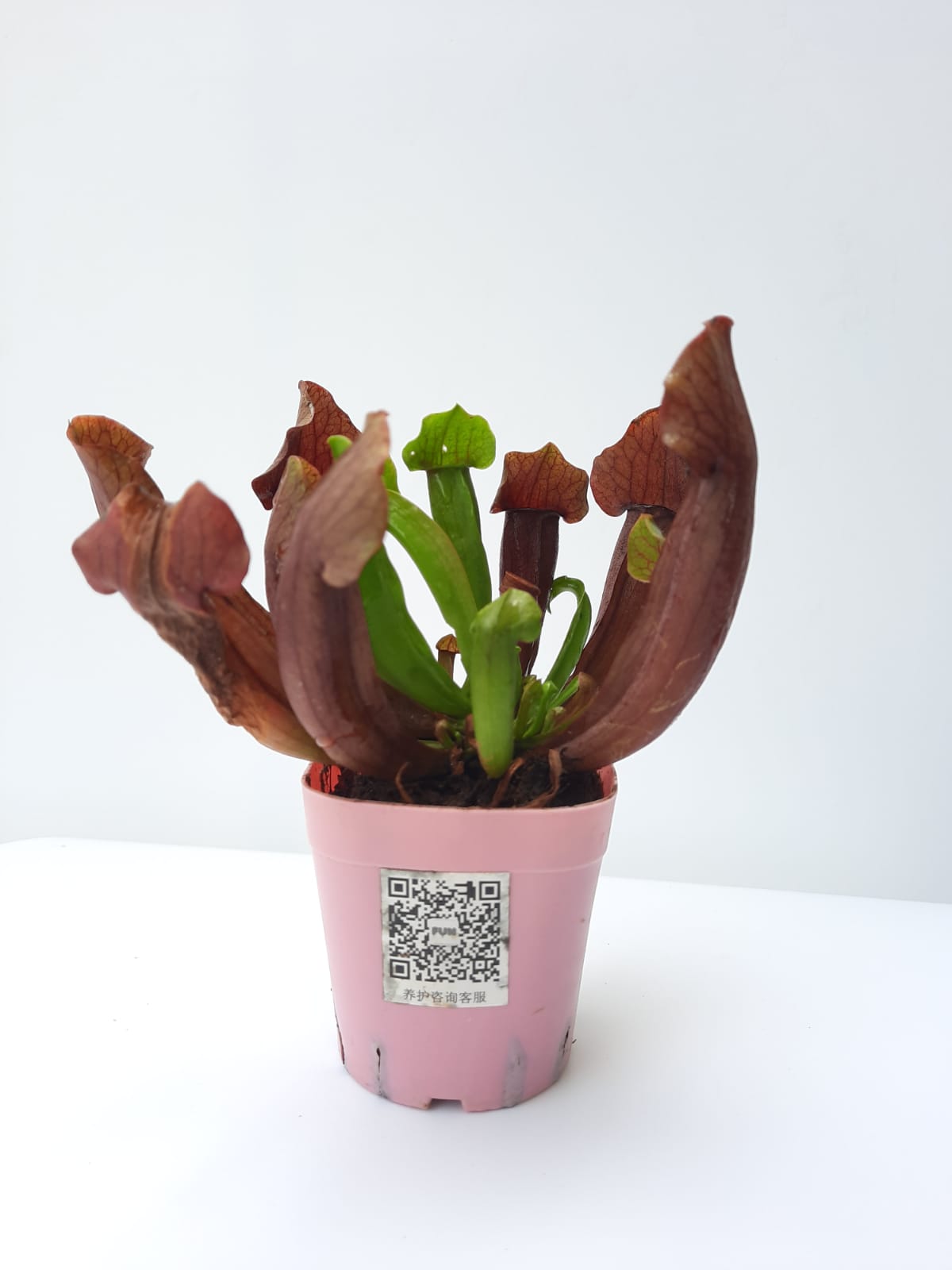 Sarracenia Purpurea Subsp Venosa Purple Pitcher Plant 0 1m Im Garden Mart