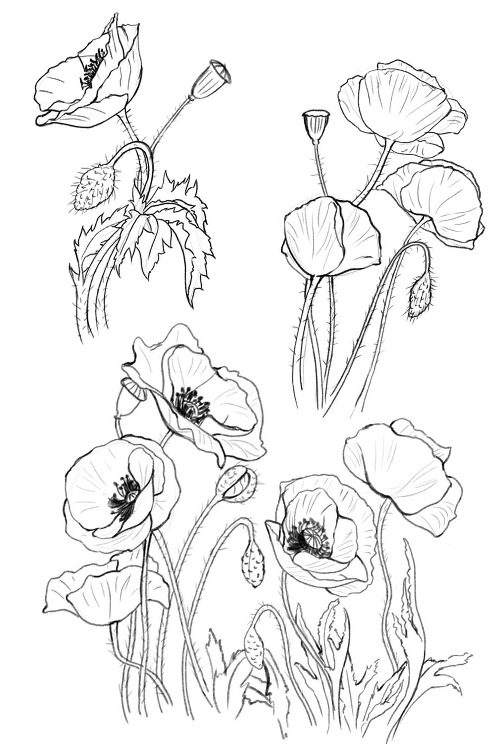 How To Draw A Poppy Flower For Anzac Day Easy Step By Step Method