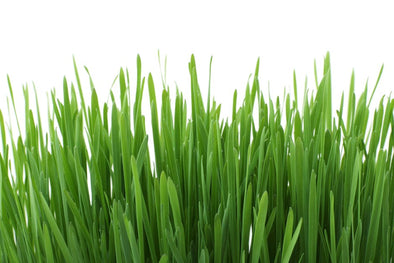 When Is The Best Time To Plant Grass Seed In The Uk Grass Science Seeds
