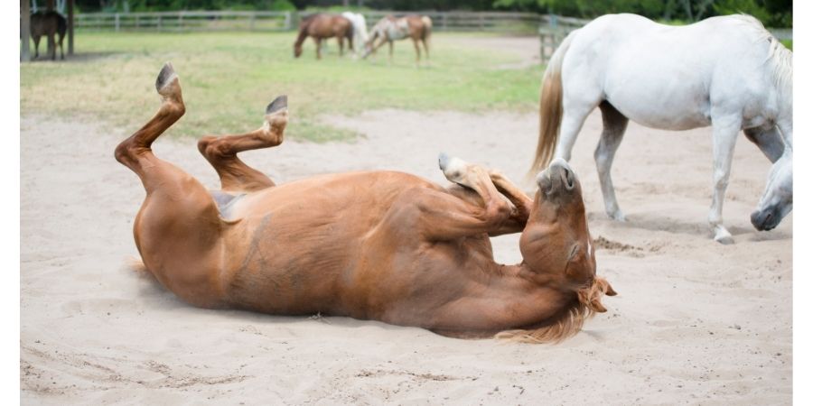 Comment Dort Un Cheval Monde Du Cheval