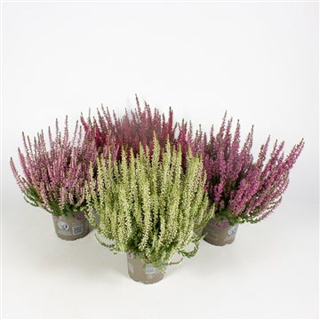 Mixed 12cm Heather Deal Pack Of 3 Carpenders Park Garden Centre