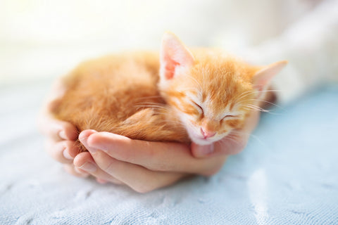 What To Buy For Your New Kitten Your New Kitten Checklist