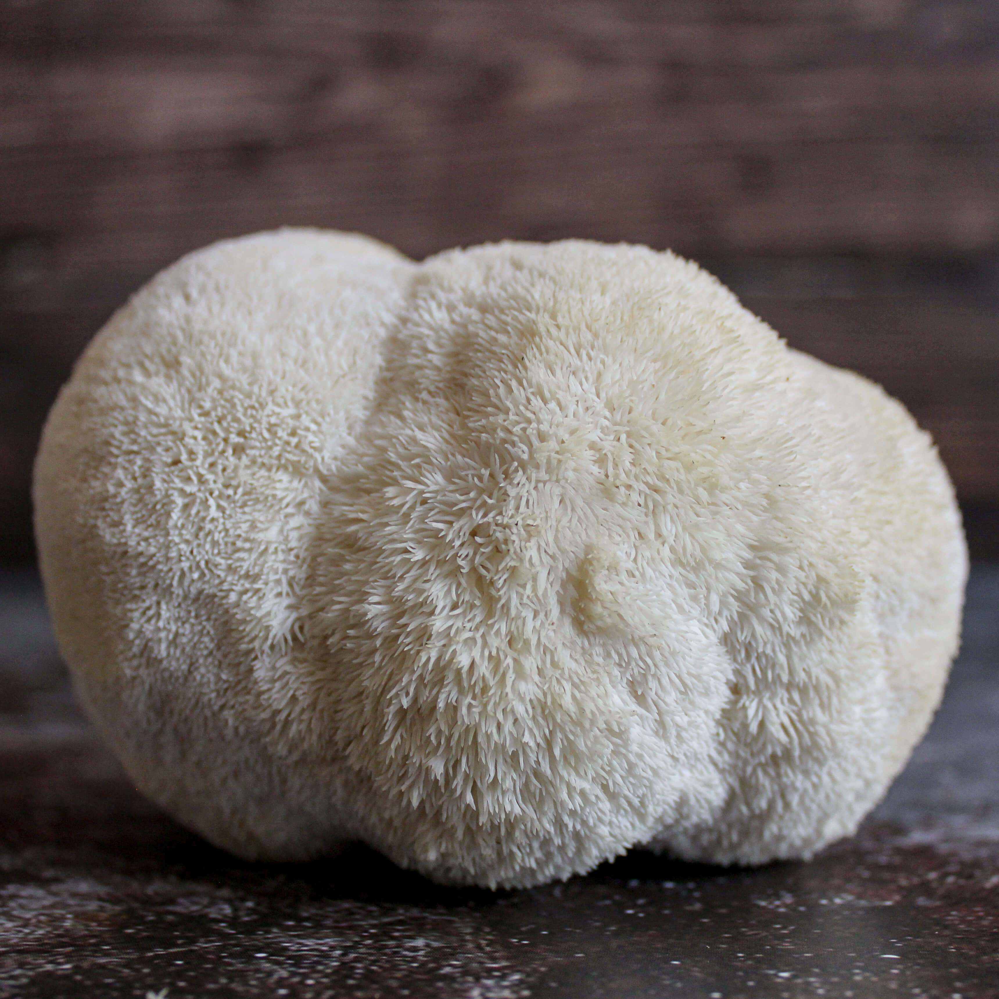 Fresh Lion S Mane Mushrooms Les400piedsdechampignon