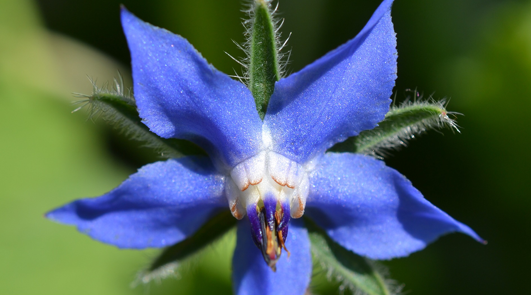 Les Bienfaits De L Huile De Bourrache Pour La Peau Oolution
