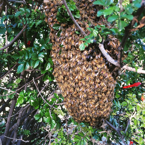 Frequently Asked Questions Thevalleyhive