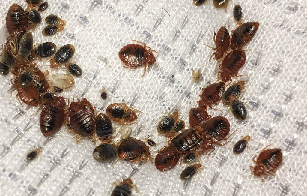 What Do Bed Bugs Look Like To The Human Eye Dreamcloud