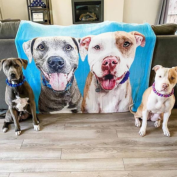 Dog On Blanket