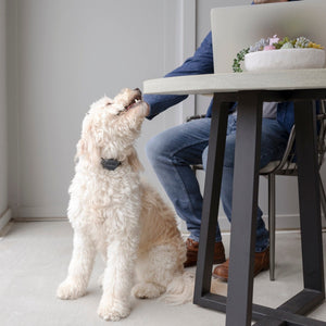 Collare Antiabbaio Udibile Petsafe Italy