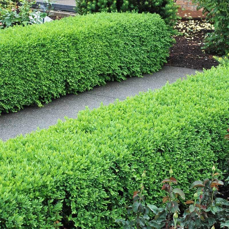 Green Velvet Boxwood Shrubs Great Garden Plants