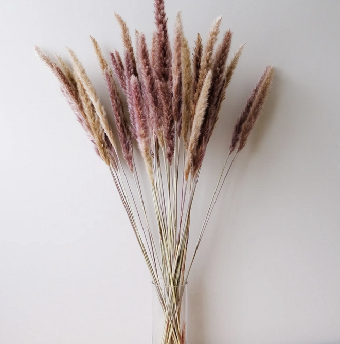 Pampas Grasses Plantita Co