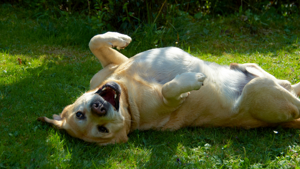 Magen Darm Probleme Hund Annimally