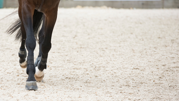 Arthrose Beim Pferd Ursachen Behandlung Vorbeugung Annimally