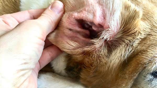 Ear Infection In Dogs Home Remedy Or Vet Annimally De