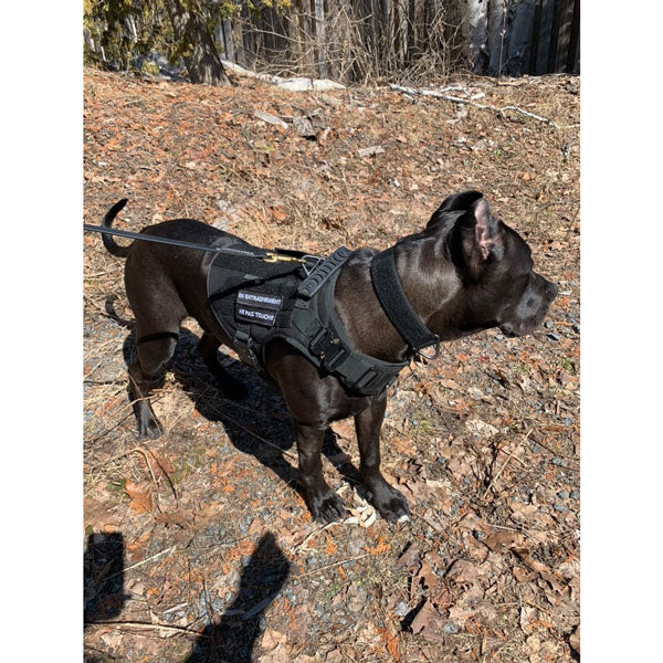 Harnais Tactique Pour Chien